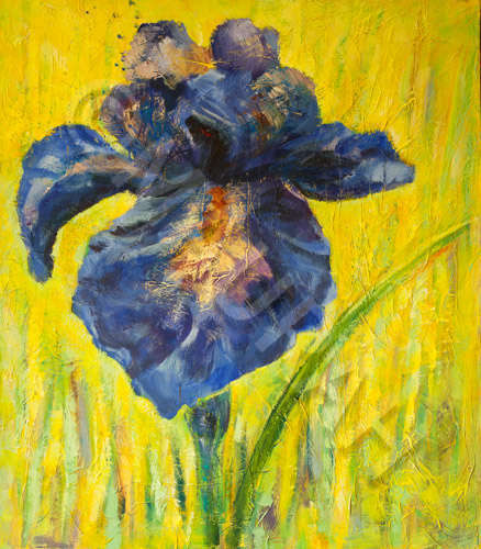 MAURAH IRIS BLEU