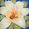MAURAH LYS BLANC